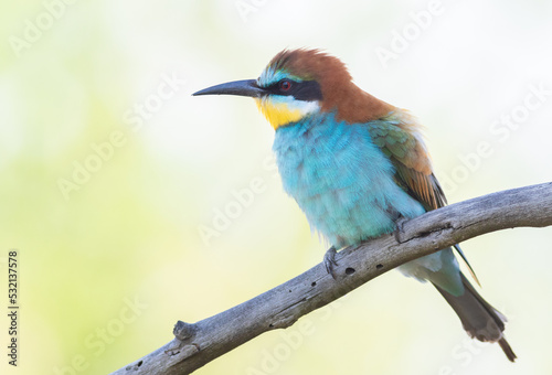European bee-eater, Merops apiaster. Close-up of the bird against a beautiful blurred background © Юрій Балагула