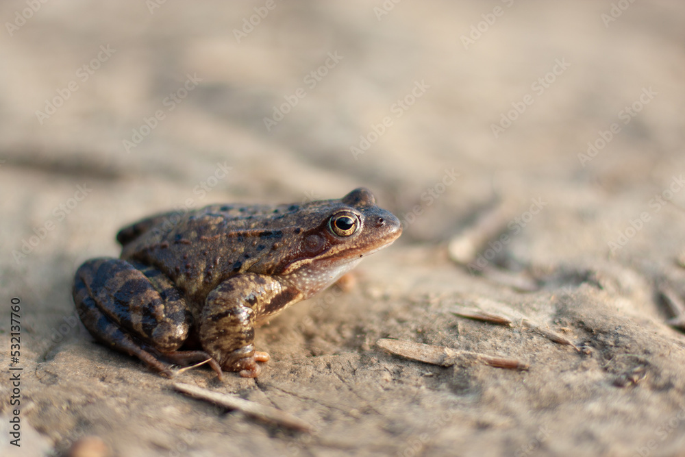 close up of a frog close up of a frog