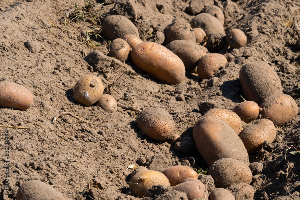 Organic potato harvest in the fields. Organic potato harvest in the fields.