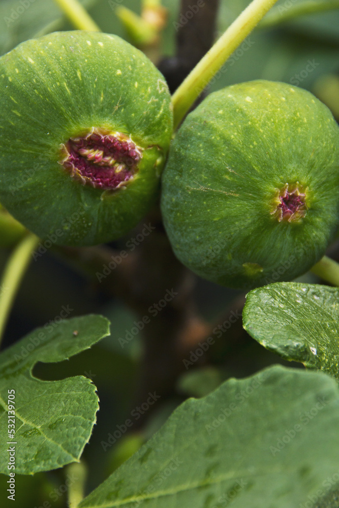 Two figs with funny faces on wet tree, one seems to tell a joke Two figs with funny faces on wet tree, one seems to tell a joke