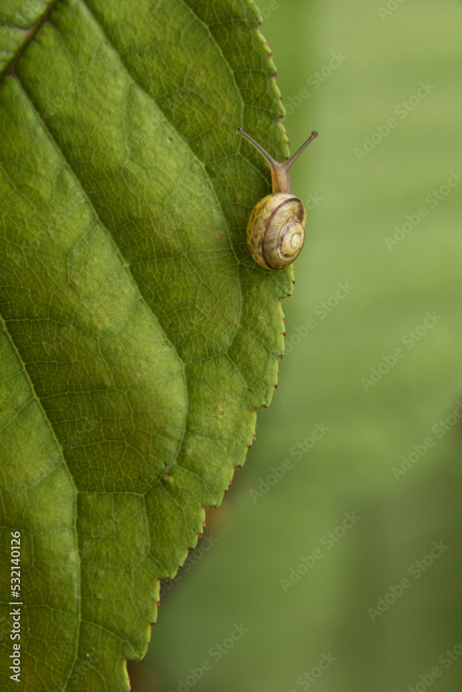 Baby snail is crawling up the edge of a cherry leaf Baby snail is crawling up the edge of a cherry leaf