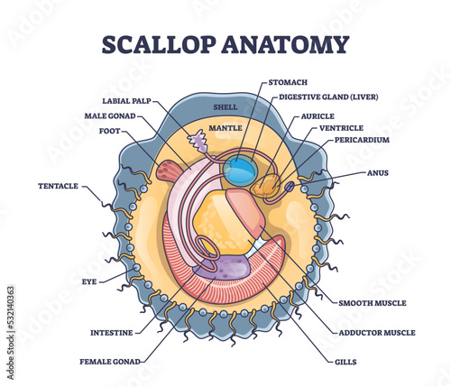 Scallop anatomy with marine bivalve mollusk inner structure outline diagram. Labeled educational scheme with seafood or underwater species internal biological organ description vector illustration. photo