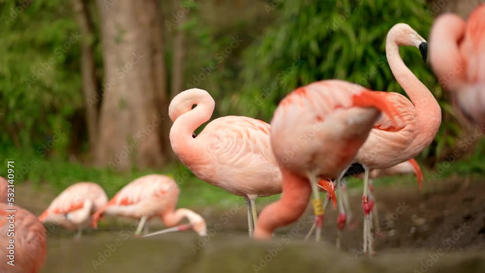 Bright pink Chilean flamingos (Phoenicopterus chilensis) preen their feathers and walk around in the background. Edinburgh Zoo, Scotland. Bright pink Chilean flamingos (Phoenicopterus chilensis) preen their feathers and walk around in the background. Edinburgh Zoo, Scotland.