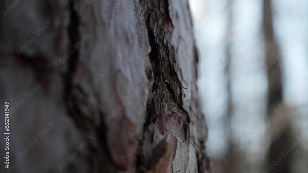 Detail shot of a tree trunk in a forest in switzerland.