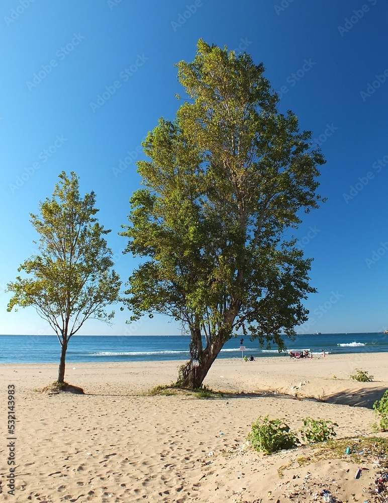 tree on the beach for peace.