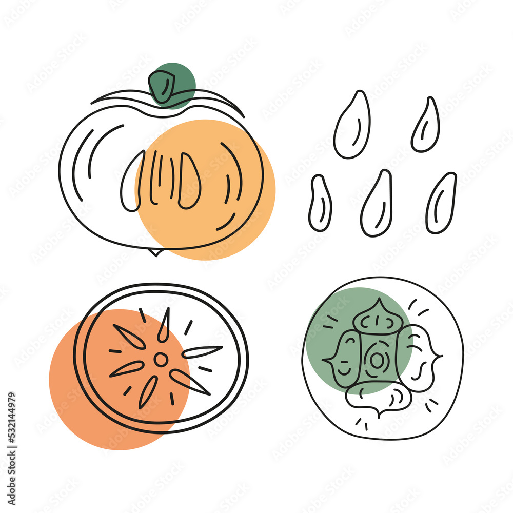 Outline vector illustration of persimmons whole and cut with pits. Abstract color shapes. Hand drawn badge and symbol for printing on baby clothes, textile design, design for grocery store, menu, for