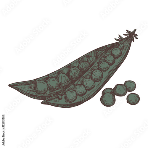 Pea pod hand drawn icon. Natural vegetable sketch, organic food object, vegetarian meal vector illustration isolated on white background.