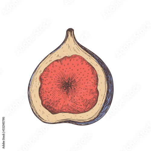 Fresh fig hand drawn icon. Natural fruit sketch, organic food object, ripe vegetarian meal vector illustration isolated on white background.
