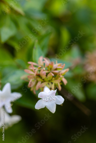 Abelia X Grandiflora flowers grown in a garden
