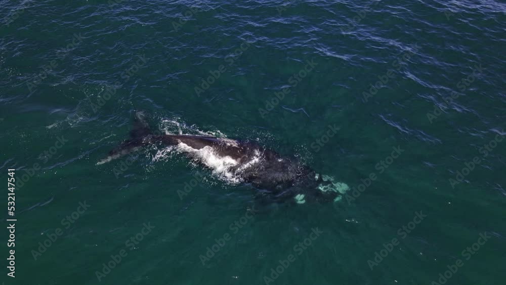 Southern Right Whale swimming at the surface South Africa Southern Right Whale swimming at the surface South Africa