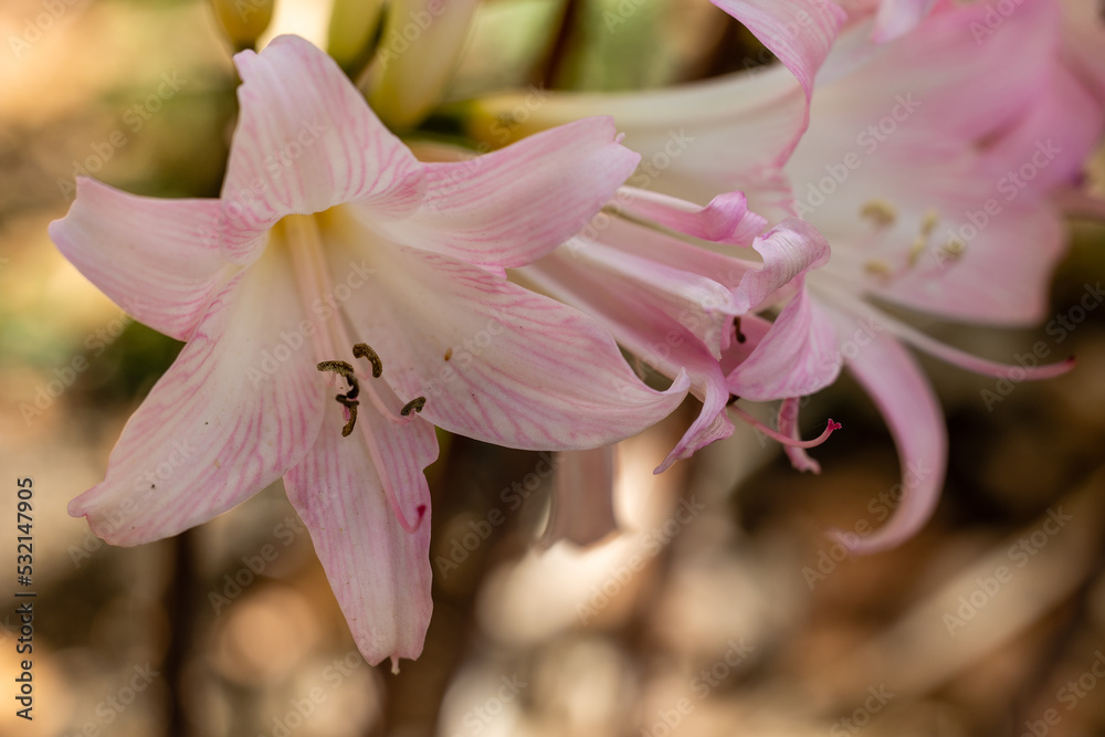 Fototapeta premium Amaryllis Belladonna flowers grown in a garden