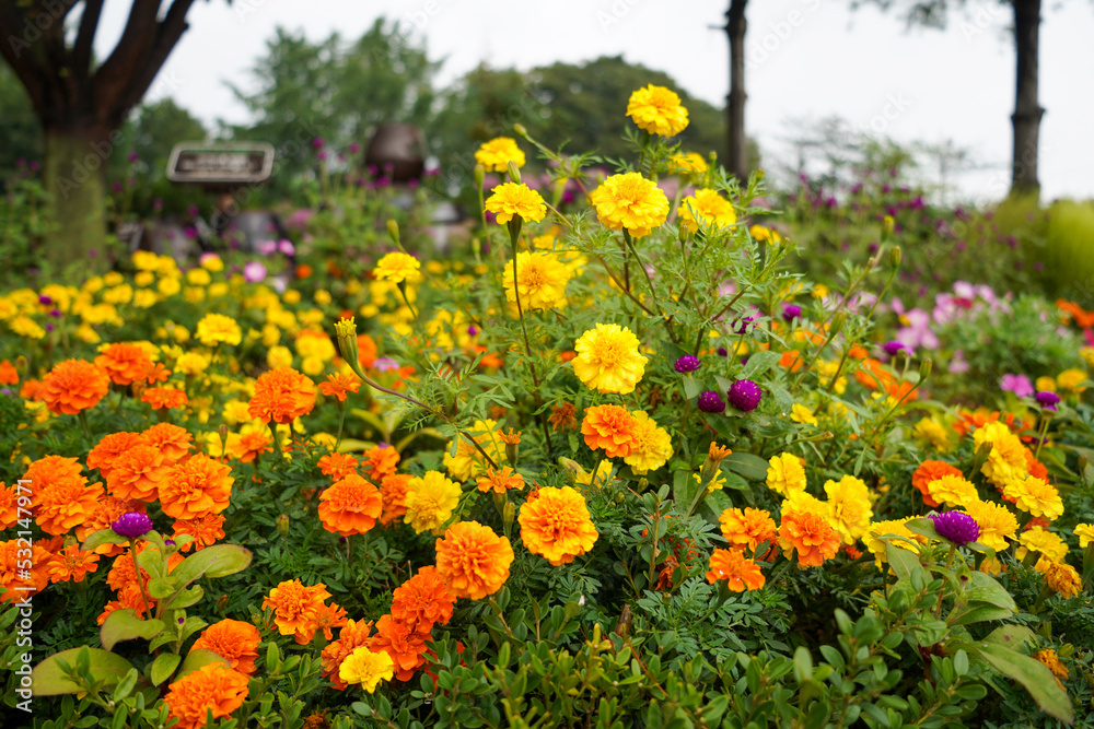 Marigold in various colors