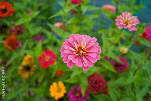 Pink Common zinnia