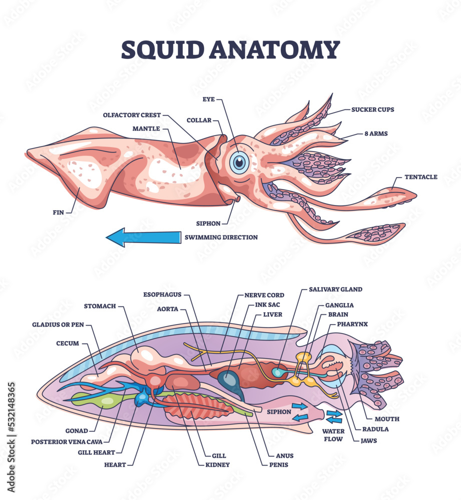 Squid anatomy and underwater creature inner biological parts structure  outline diagram. Labeled educational zoology scheme with mollusc cross  section and internal organs location vector illustration. Stock Vector |  Adobe Stock