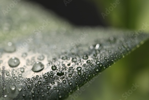 Print op canvas Closeup view of beautiful green leaf with dew drops
