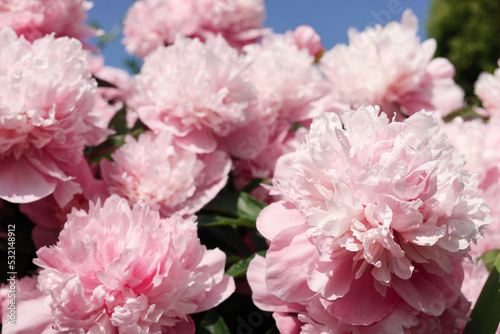 Wonderful pink peonies in garden on sunny day  closeup