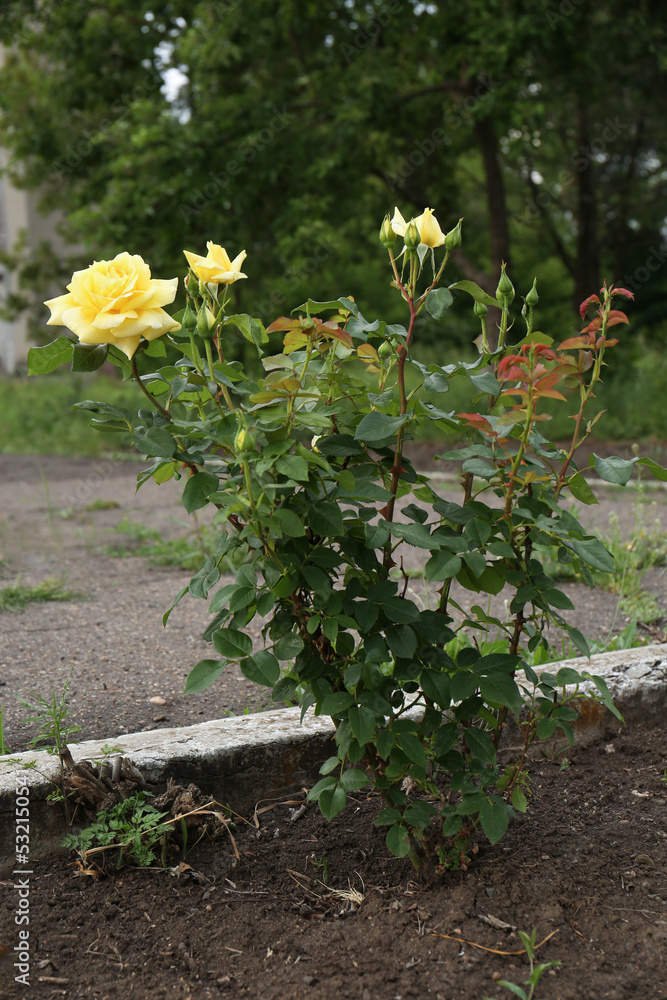 Beautiful blooming rose bush in flowerbed outdoors