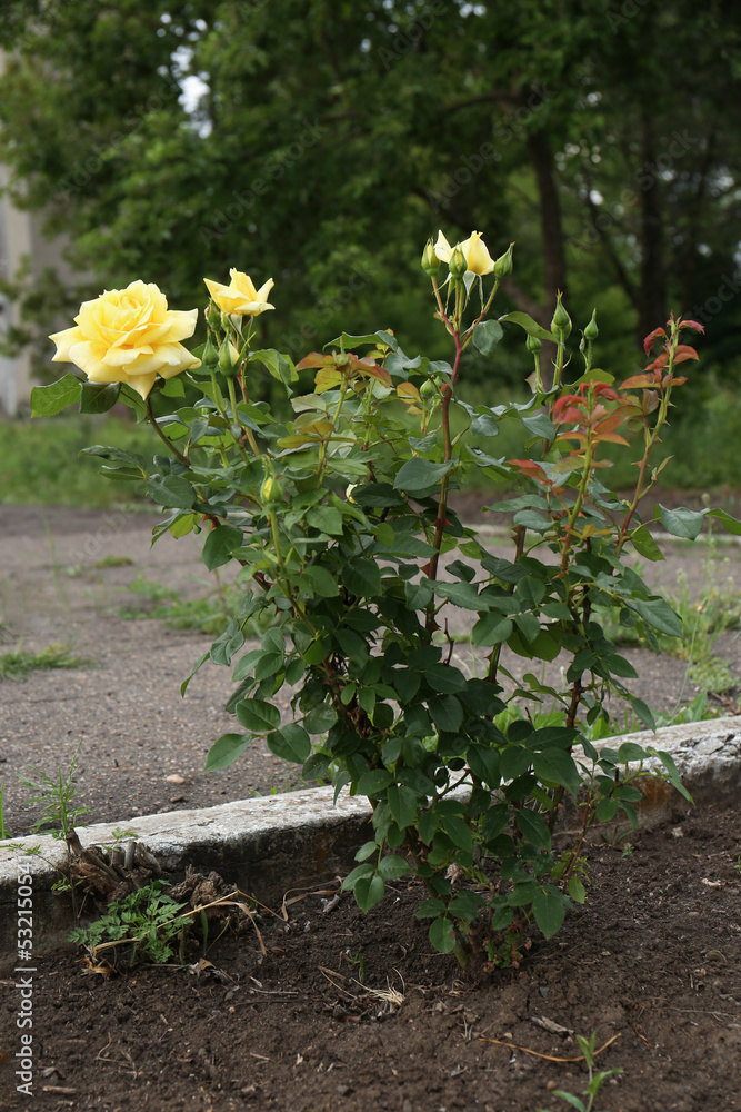 Beautiful blooming rose bush in flowerbed outdoors Beautiful blooming rose bush in flowerbed outdoors