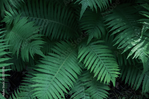 Beautiful fern with lush green leaves growing outdoors  closeup