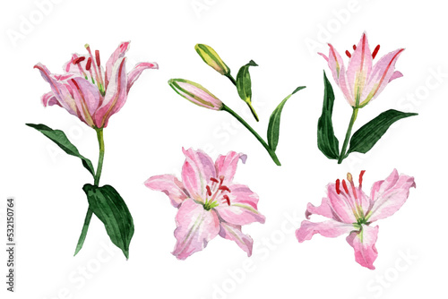Watercolor pink lily flowers and flower buds collection