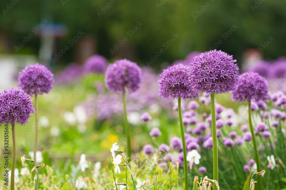 Beautiful giant onion flowers on blurred background, closeup Beautiful giant onion flowers on blurred background, closeup