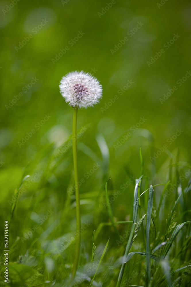 Beautiful dandelion in green grass outdoors, closeup view Beautiful dandelion in green grass outdoors, closeup view