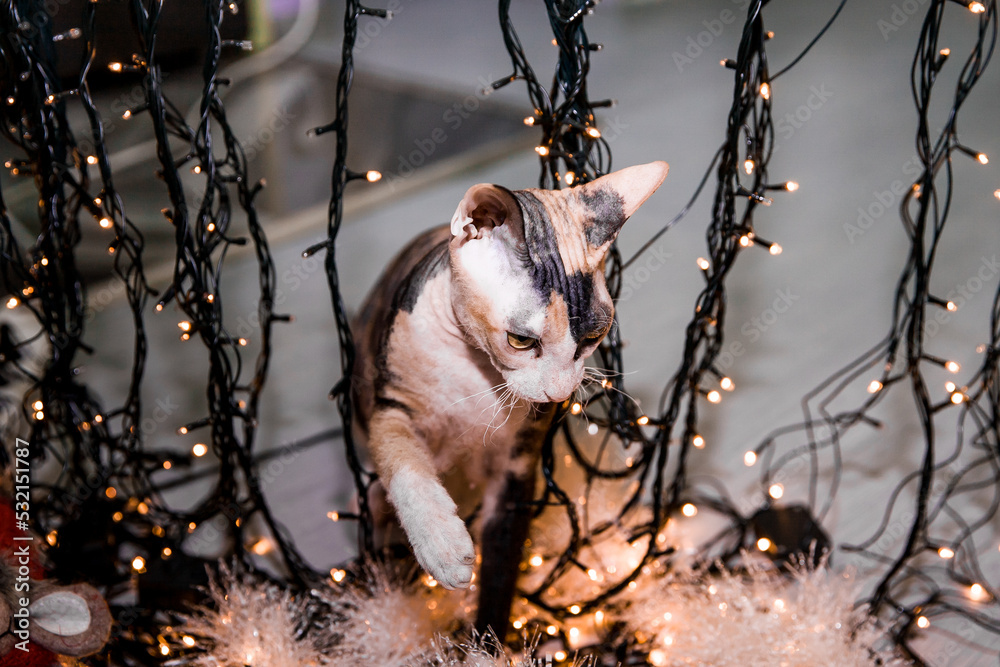 Fototapeta premium Merry Christmas and Happy New Year Don spynx cat among lights decorations and toys