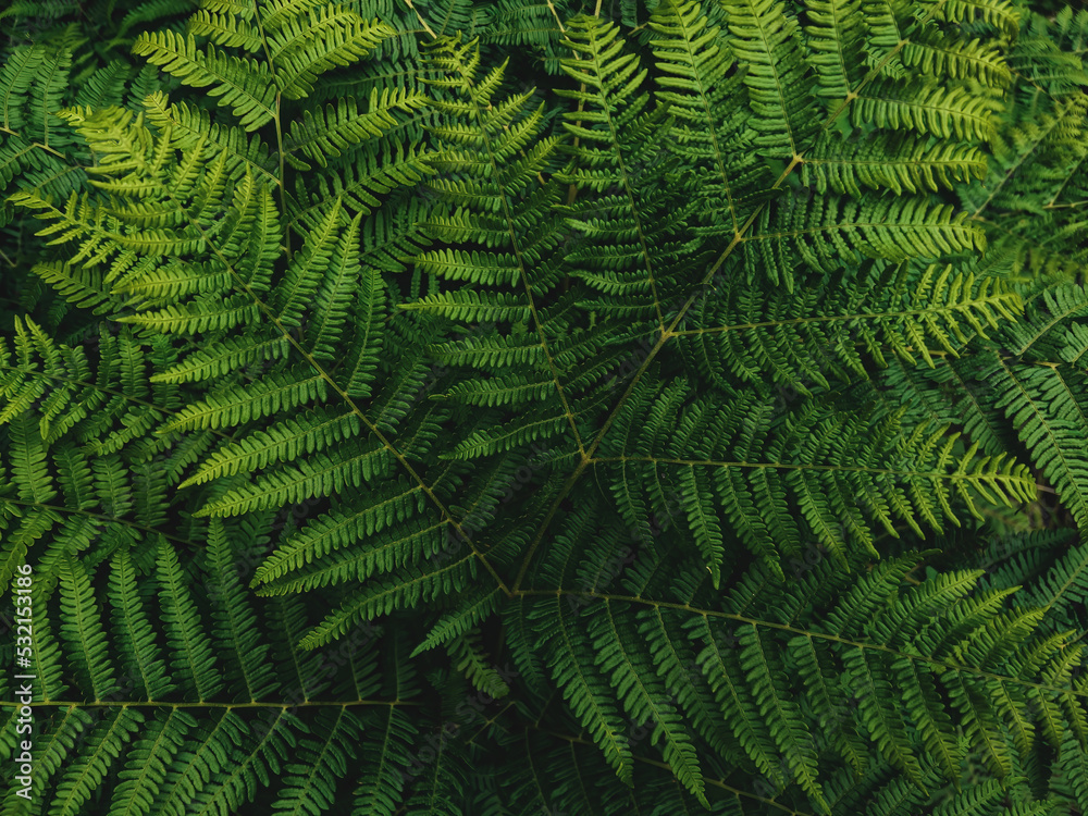 Western brackenfern, common bracken fern plant as abstract nature background