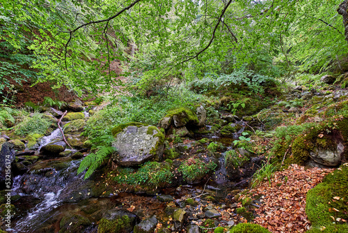 Beech. Urbion beech forest with a river. Fagus sylvatica. Province of Burgos, castilla y León, Spain. photo