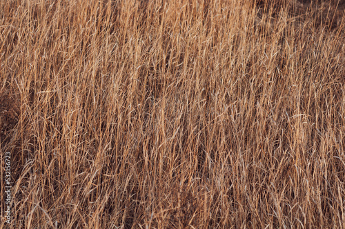 Yellowed dry grass on the field. Stems of dry tall vegetation, yellowed meadow grass, horizontal background