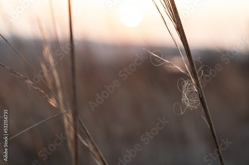 Stems of dry tall vegetation against the background of the sky and the setting sun, yellowed meadow grass