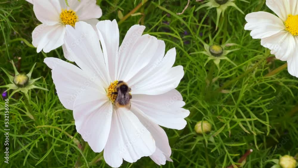 This close-up of a bee on a white flower shows him collecting pollen and flying away in a windy weather This close-up of a bee on a white flower shows him collecting pollen and flying away in a windy weather