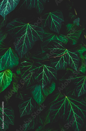 Many ivy leaves cover the wall  close-up natural plant background