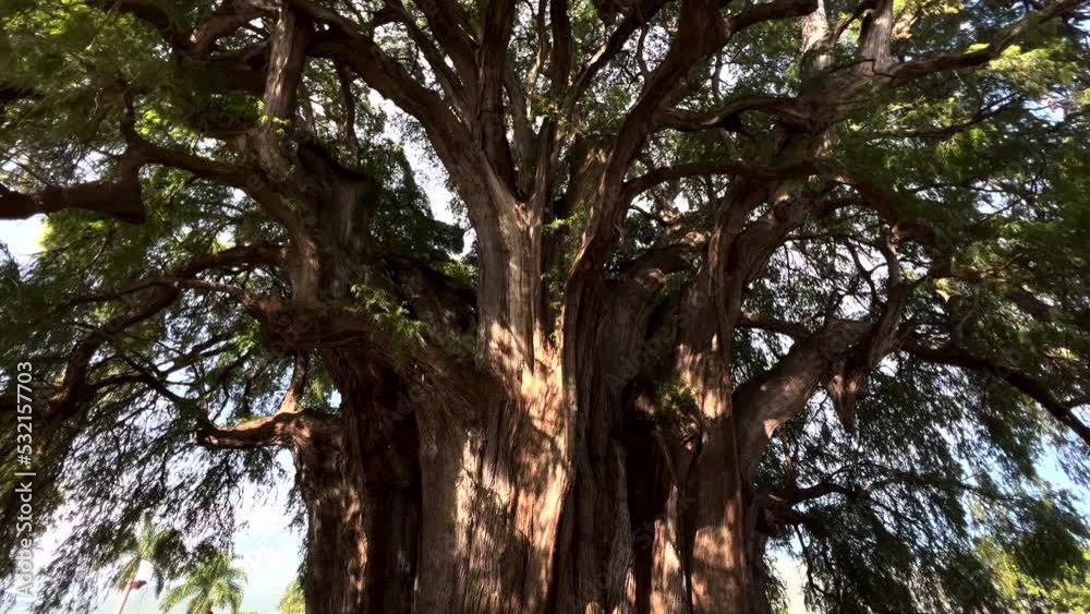 Dolly Tilt View of Famous Tree of Tule Oaxaca Mexico, Old Tall Big Large and Stout Trunk, Strong Robust Tropical Giant High Towering Tree, Branches and Green Foliage Dolly Tilt View of Famous Tree of Tule Oaxaca Mexico, Old Tall Big Large and Stout Trunk, Strong Robust Tropical Giant High Towering Tree, Branches and Green Foliage