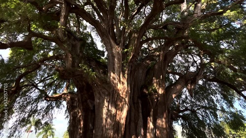 Dolly Tilt View of Famous Tree of Tule Oaxaca Mexico, Old Tall Big Large and Stout Trunk, Strong Robust Tropical Giant High Towering Tree, Branches and Green Foliage photo