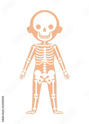 Boy body anatomy with skeleton system. Health medical icon, internal organs, human body physiology isolated on white background vector illustration.
