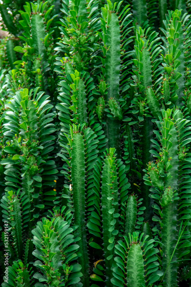 Cactus plant background planted in the garden