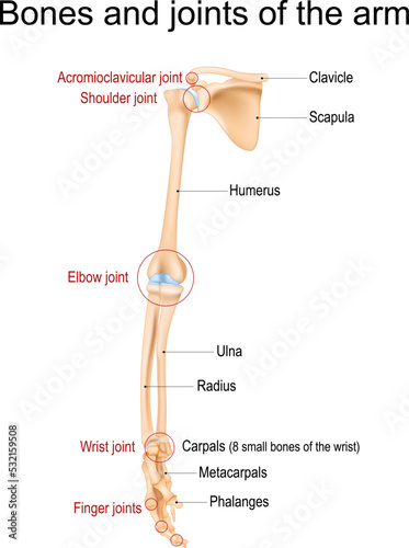  Bones and joints of the arm, forearm, and hand.