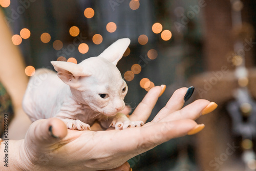 Little white Don sphynx kitten in woman's hand with bokehhlights on background