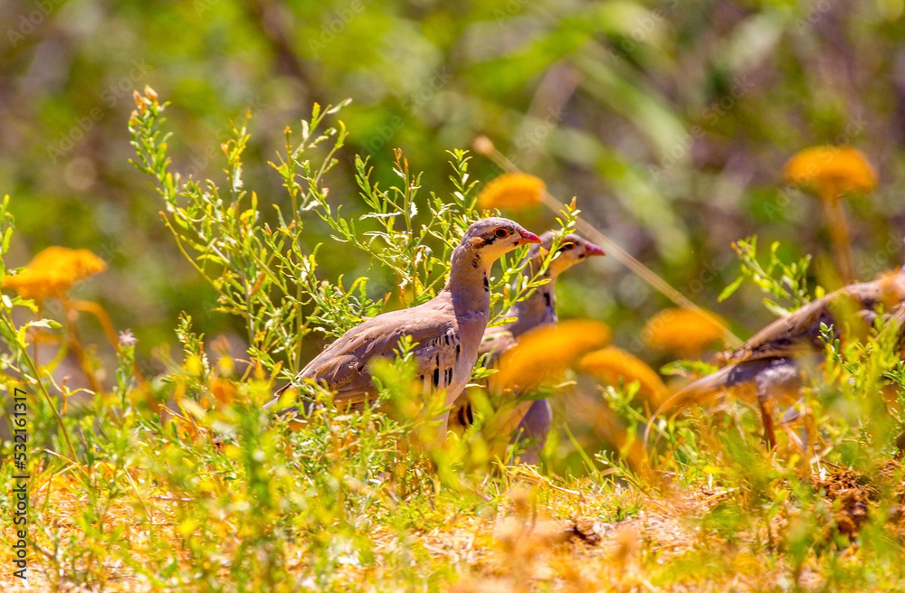 Fototapeta premium A flock of wild birds, young partridges, lives in the meadow. Gray partridge (Perdix perdix), gray partridge, English partridge, Hungarian partridge, hun.