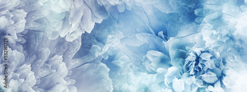 Peony flowers and peony petals after rain. Floral blue background. Close-up. Nature.