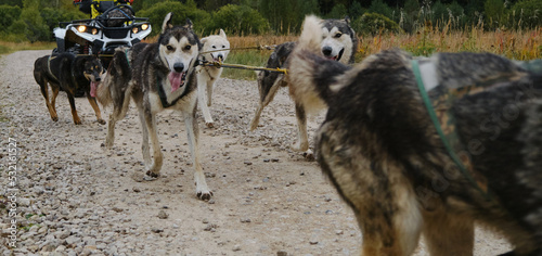 Mestizos are strong and hardy in harnesses working together. Sled dog competitions in autumn. Team of Alaskan Huskies pulls an quadcycle along rural dirt road. Happy team of dogs running fast forward.