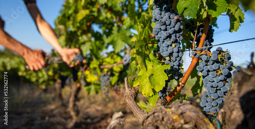 Tableau sur toile Vendange du raisin noir dans les vignes par le viticulteur.