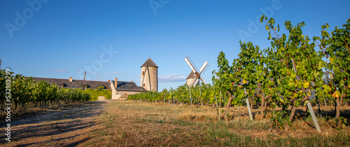 Vignoble en France dans les coteaux du Layon en Anjou. photo