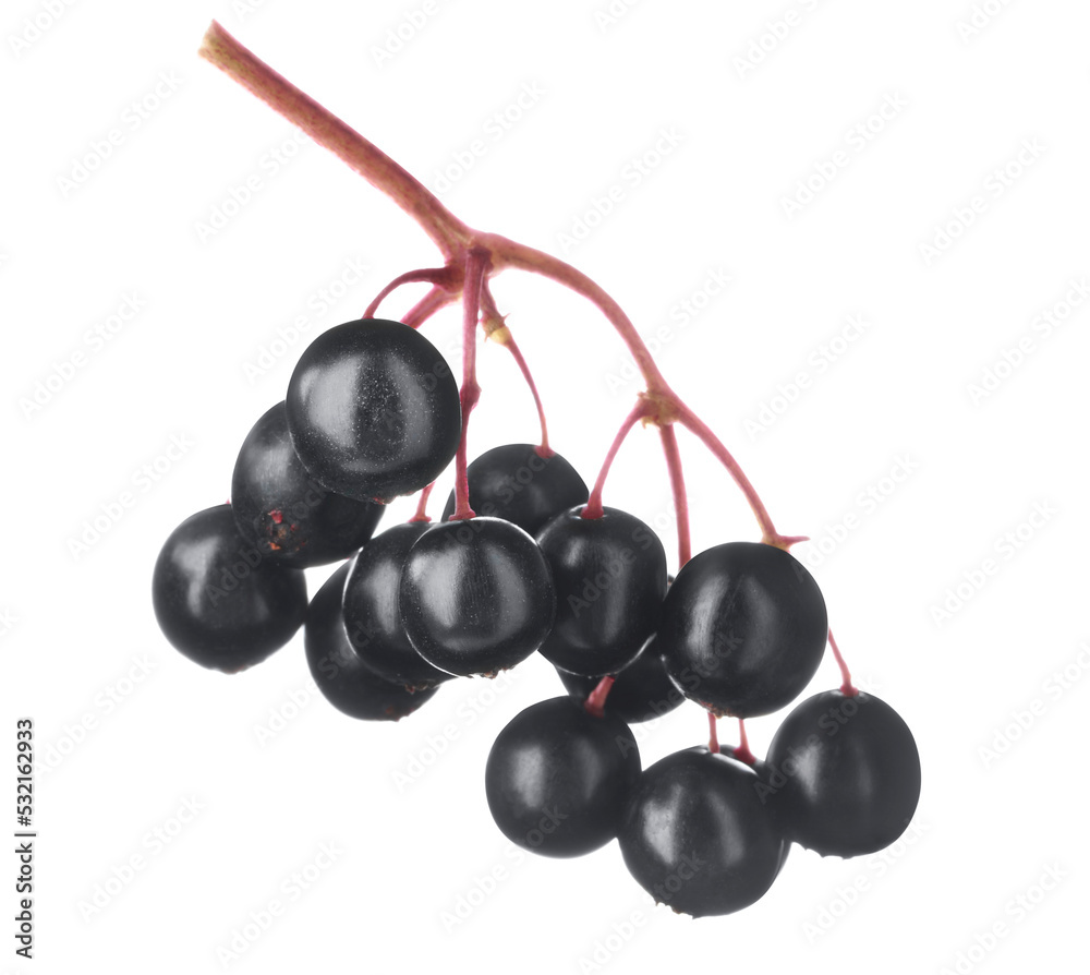 Cluster of elderberries (Sambucus) isolated on white Cluster of elderberries (Sambucus) isolated on white