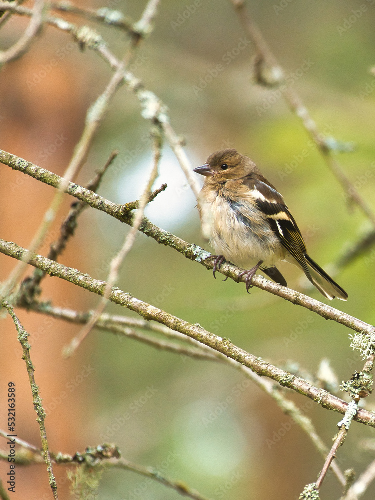 Chaffinch young on a branch in the forest. Brown, gray, green plumage. Songbird