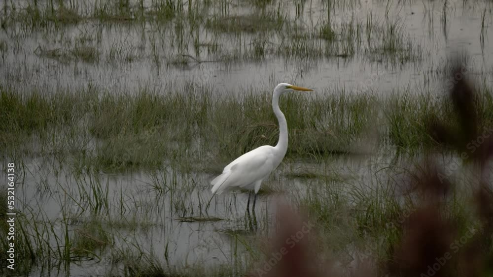 A white crane walks slowly in a march as light rain falls. Vegetation rests in the foreground as the bird turns around. A white crane walks slowly in a march as light rain falls. Vegetation rests in the foreground as the bird turns around.