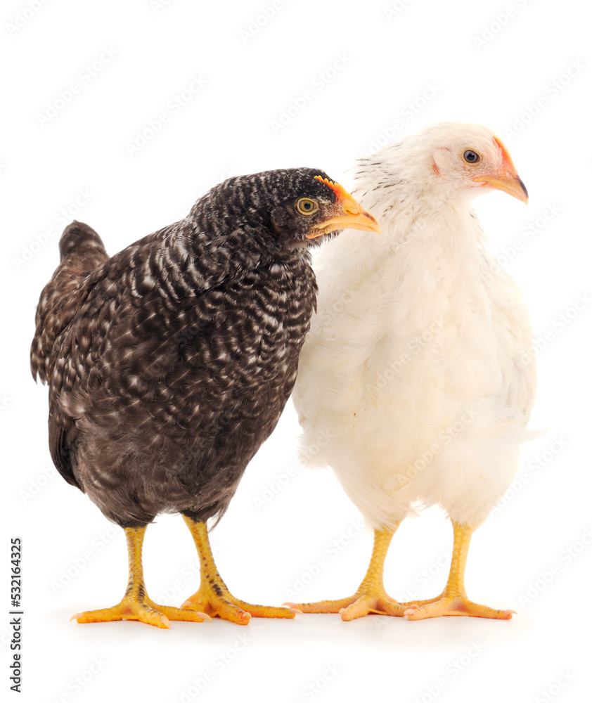 Fototapeta premium Two hen isolated.