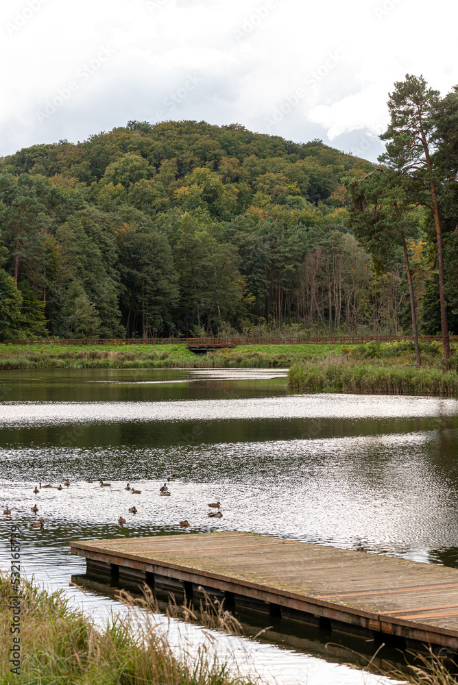 Fototapeta premium Green wood with lake - outdoor landscape