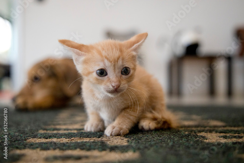 small orange cats playing with each other and a puppy dog